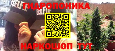 стаф Кингисепп