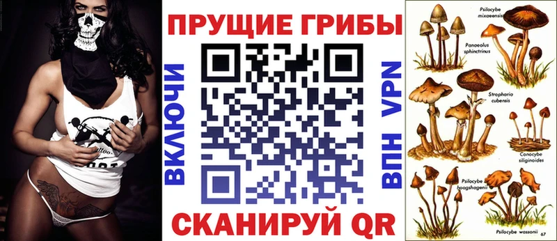 KRAKEN онион  Осинники  Галлюциногенные грибы Psilocybe 